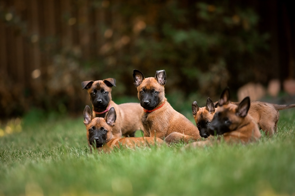 belgian-shepherd-malinois