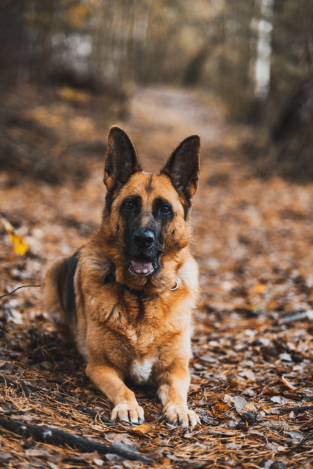 german-shepherd-dog