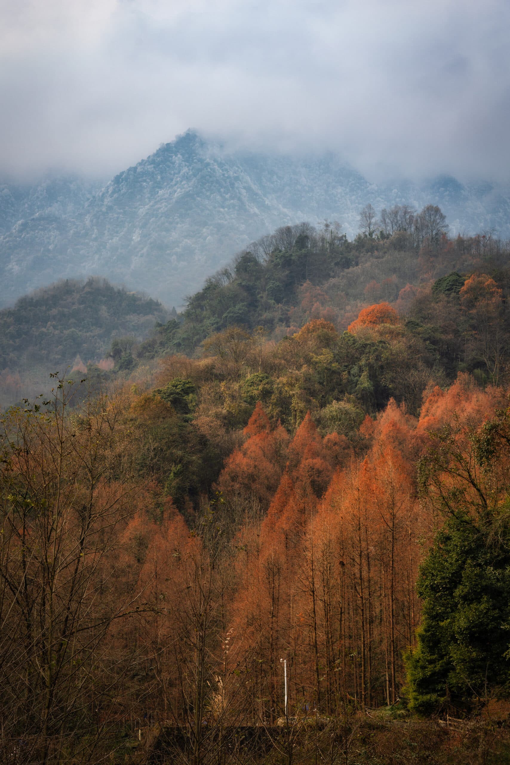 a-mountain-surrounded-by-trees